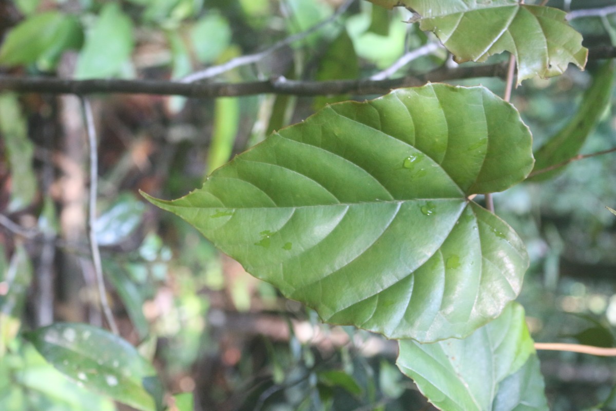 Ampelocissus indica (L.) Planch.